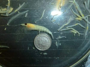 Meganyctiphanes norvegica or Northern Krill with a 5p to show the size