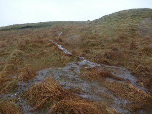 Rough pasture slowing runoff