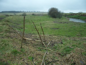 Flat area for tree planting and INNS hogweed present