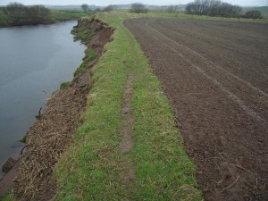 Bank erosion and poor buffer strip