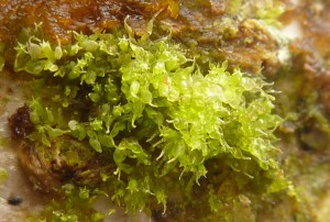Colura calyptrifolia is a lovely enchanting little liverwort!  There is nothing else like it in Britain and it is very distinctive with long drawn out beaks on the leaves.