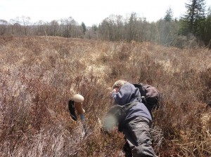 Liz Kungu surveying the bog and finding more Colura calyptrifolia on the heather!