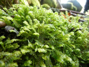 Plagiochila asplenioides is a widespread species of damp soils, it is a ‘big juicy’ liverwort which glistens in the sun after a shower of rain! 