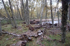 Riparian trees, gravel and woody debris