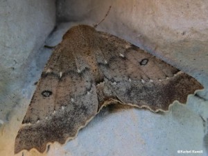 Scalloped Hazel