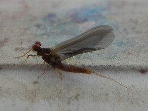 Mayfly that hatched in the NFM tent