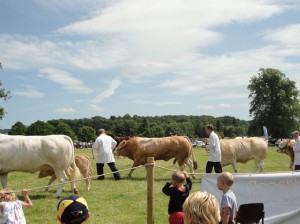 Bulls being judged in the showring