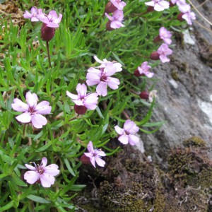 Moss Campion, Silene acaulis, a cushion-like mountain flower. Said to indicate, to a botanist, a promising plant area and is therefore often passed by for search of rarer species.