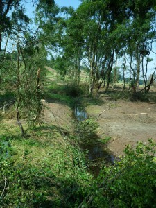 The course of the new river through the plantation following the ditch