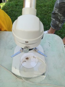 Mayfly under the microscope
