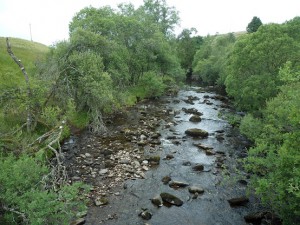 RIparian tree species established on the River Knaik