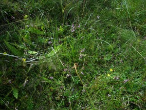 Plant composition of tormentil, blaeberry, bell heather and hard fern indicative precursor vegetation for planting native upland oak-birch woodland with blaeberry 