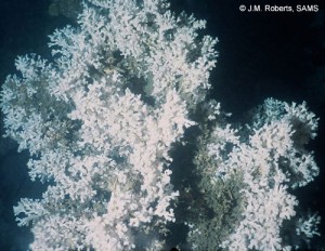 Live lophelia pertusa reef (www.lophelia.org)