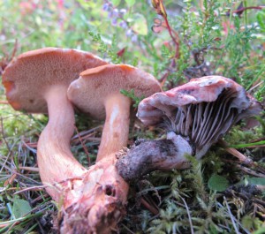 Strange relationships! The Rosy Spike, Gomphidius roseus, is thought to a parasite. It is often found fruiting next to the Bovine Bolete, Suillus bovinus, and taps onto the existing mycorrhizal relationship between the fungus and Pine.