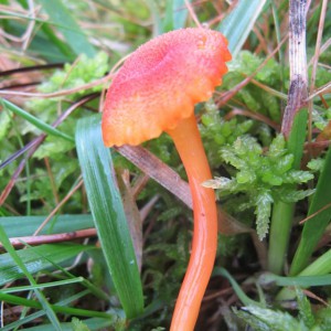 Hygrocybe cantharellus, or the Goblet Waxcap. This wee orange mushroom has a very scurfy cap, look closely!