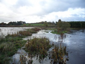 Another view of flooding on the downstream planting site