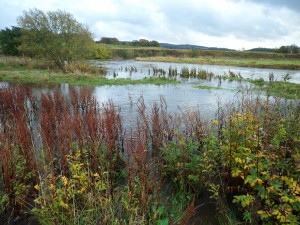 Flooding on the downstream planting site