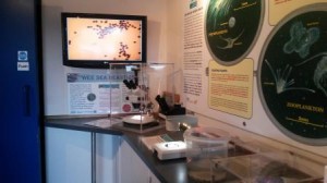 Lab where visitors can explore the world of "wee sea beasties!"