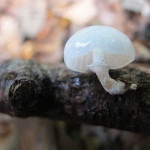 The Porcelain Fungus, Oudemansiella mucida, growing on a twig. An edible species, once you wash off the glutinous cap layer.