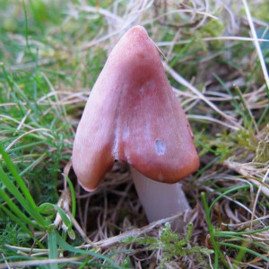 Hygrocybe calyptriformis, aka the Pink Waxcap or The Ballerina. This species is quite unmistakeable, and will age the edges of the cap will lift upwards to reveal pink gills, resembling a tutu. Once thought to be very uncommon in the UK, this was a Biodiversity Action Plan (BAP) species until a recent survey revealed it to be widespread.