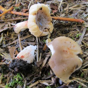 Russula praetervisa, with an olive cap with white flesh that bruises red. It is known from six other sites in Scotland