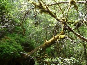 'Golden threads' of Antitrichia curtipendula in wooded ravine