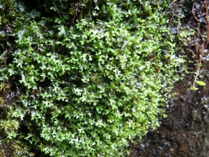 Pellia endivifolia
