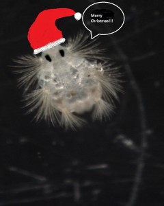 Christmas polychaete larvae!