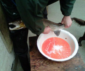 Male salmon being milked