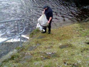 Stripped fish being released unharmed