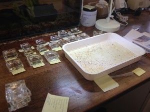 One of thirty trays of invertebrates from a single sample waiting to be processed.