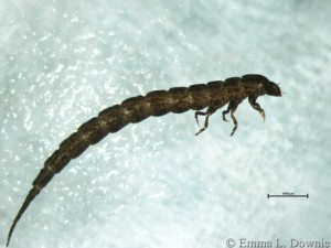 Beetle larvae - Haliplidae BMWP 5 - Moderate water quality indicator