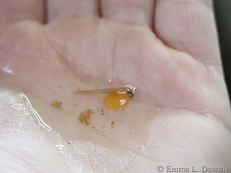  A trout fry that hatched in my palm today!  (also, I should possibly start moisturising my hands...)