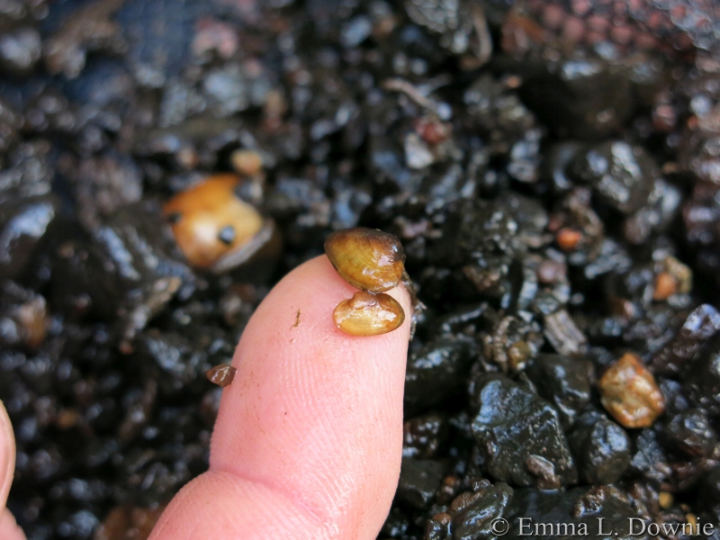 Some of the baby mussels found in said substrate!