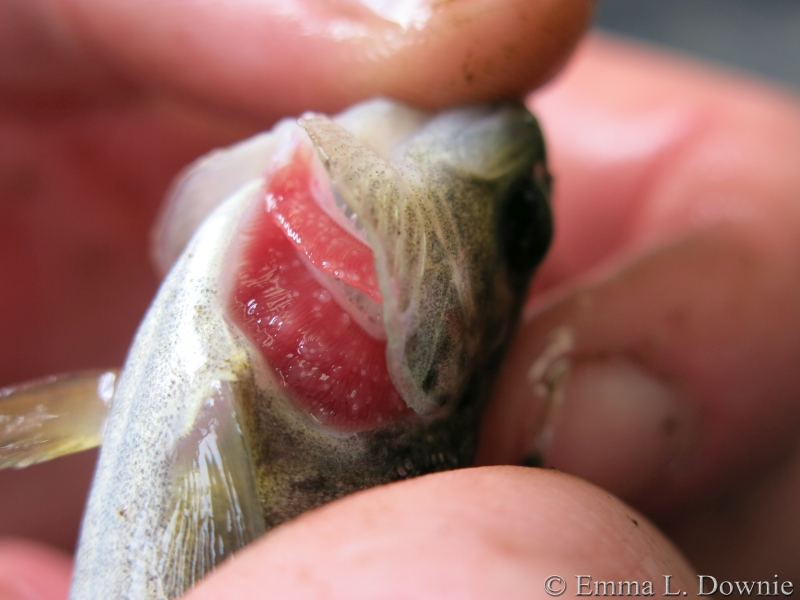 The white dots are the glocidia on the gills of the young trout