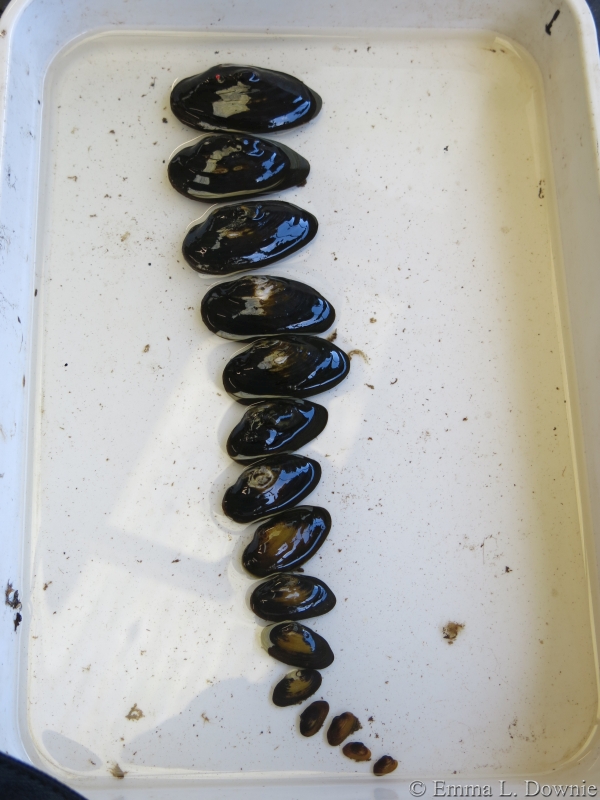 Some of our Freshwater Pearl Mussels (biggest about 15 years old, smallest around 2 years old)