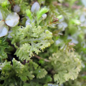 Trichocolea tomentella looks like a moss but is actually a lovely liverwort. Its leaves are so divided that it appears fluffy, and so the common name for the species is 'Handsome Woollywort.'