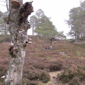 Bryologists underneath the big trees of Mar Lodge, in the heart of the Cairngorms. In the foreground there is evidence of Scot's Pine regeneration - small trees are emerging from among the heather as a result of efforts to reduce deer numbers on the estate.