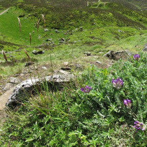 The Purple Oxytropis, Oxytropis halleri, is another Ben Vrackie speciality and is pictured here clinging to a crag. Also to be seen is the crumbling path below the plant - it is a sad irony that we botanists contribute to erosion in search of plants we wish to protect.