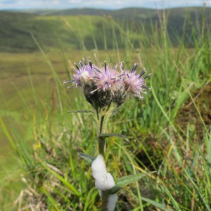 Alpine Saw Wort, is one of the species resurveyed this summer at Grey Mare's Tail.