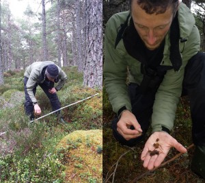 In search of the holy grail, capercaillie dung