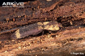 The click beetle Lacon quercus, an oak specialist.