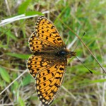 Small Pearl-bordered Fritillary (Boloria selene) at Clydach Vale Country Park