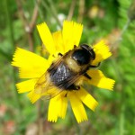 Volucella bombylans plumata - mimic of white-tailed bumblebee's  (Bombus lucorum agg.) 