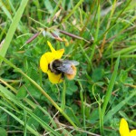 Mountain bumblebee worker (Bombus monticola)