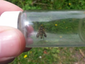 Six-belted Clearwing (Bembecia ichneumoniformis) at Cwm Colliery