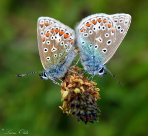Common blue butterflies (Polyommatus icarus) in cop (©LiamOlds)