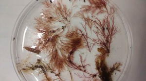 pet seaweeds