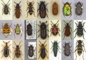 A selection of beetles that I took photographs of using the photo stacker. 
