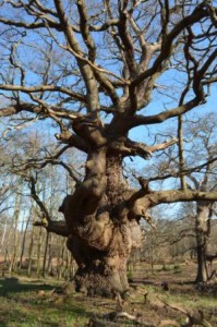 This tree is hundreds of years old and still going strong. It has sections of dead wood which will probably supported thousands of invertebrates of hundreds of species before it decays completely and the nutrients are returned to the soil.